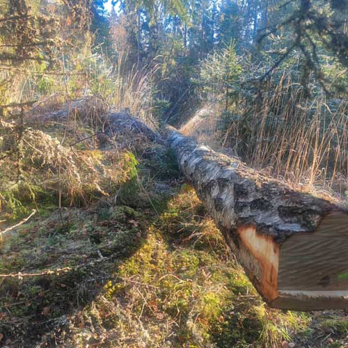 Ongelmapuun kaato pihasta