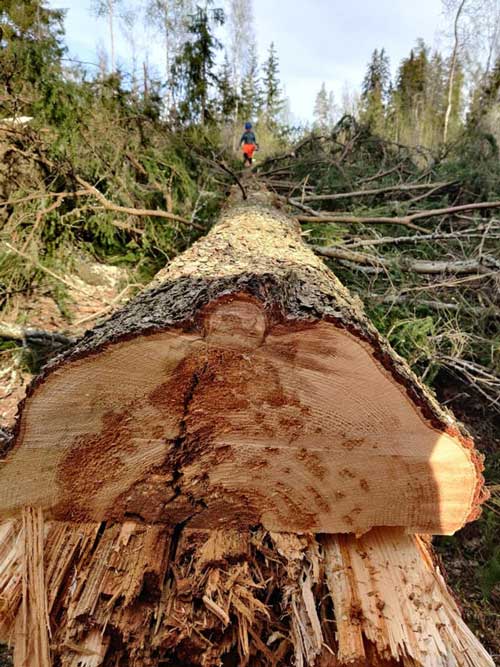 Puunkaato kapeassa pihassa Pirkanmaa
