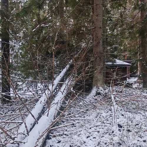 Myrskypuun raivaus Kanta-Häme