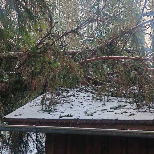 Myrskytuhon siivous ja rungon poisto